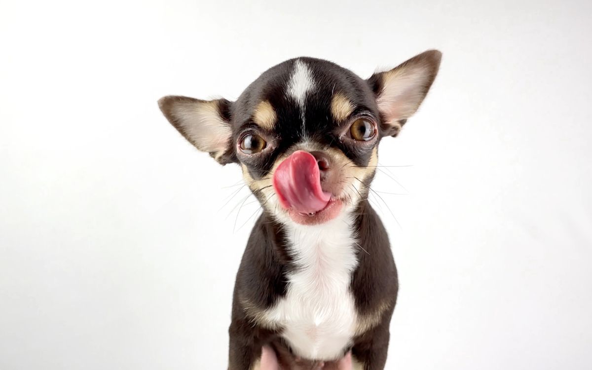 perro de raza pequeña relamiéndose