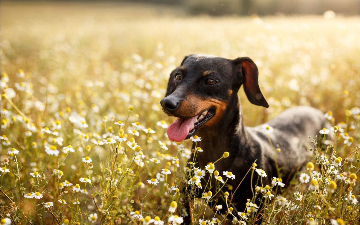 comida húmeda para perros